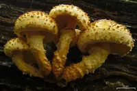 Sharp-scaly Pholiota (Pholiota squarrosoides) plant
