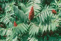 staghorn sumac