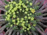 Sea Milkball (Euphorbia flanaganii) plant