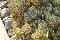 Kalanchoe marmorata