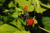 Allegheny blackberry