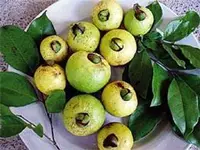 wild guava