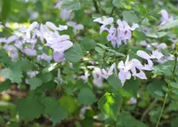 Stoep Jacaranda
