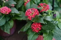 Pentas lanceolata