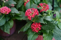 Pentas lanceolata