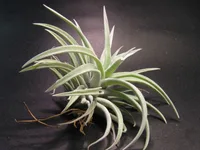 Harris’ tillandsia