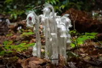 Indianpipe (Monotropa uniflora) plant