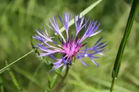 Centaurea lugdunensis (Centaurea lugdunensis) plant