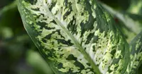 Dieffenbachia 'Compacta' leaf