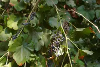 California wild grape