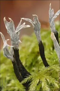 Candlesnuff Fungus