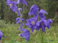 Altai Columbine (Aquilegia glandulosa) plant