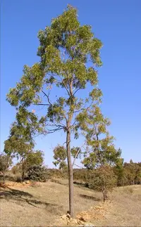 screw-pod wattle (Acacia implexa) plant