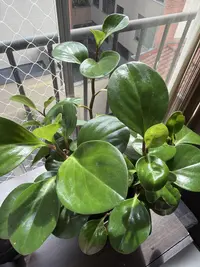 Baby Rubberplant photo by a Botan App user