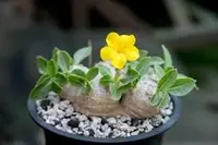 Pachypodium brevicaule