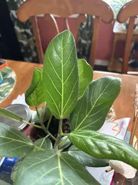 Cushion Aloe photo by a Botan App user
