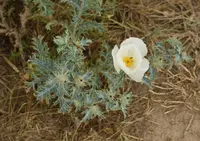 Texas pricklypoppy (Argemone aurantiaca) plant