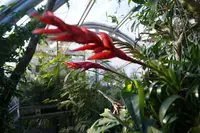 Bromeliad