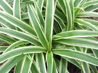 Spider Plant (Chlorophytum comosum 'Variegatum') plant