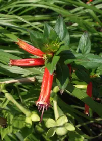 Candy corn plant (Cuphea micropetala) plant