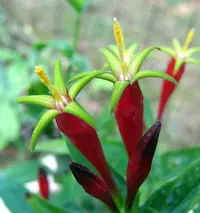 Indian pink