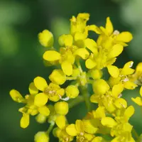 Alyssum lenense (Alyssum lenense) plant