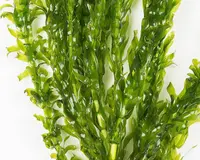 Elodea densa