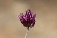 Red Serpentinite Leek