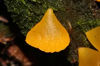 alpine jelly cone