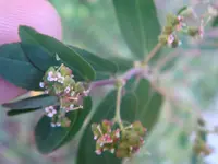 nodding spurge (Euphorbia nutans) plant