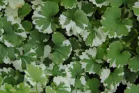 Variegated Creeping Charlie