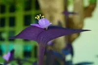 Purple Heart