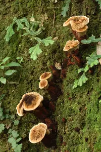 Coltricia montagnei