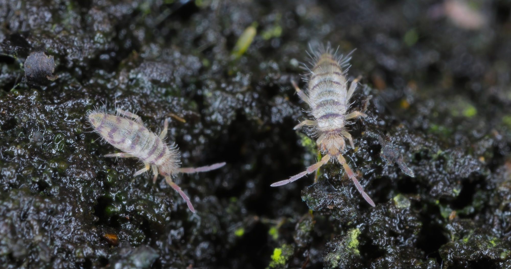 Tiny Black Bugs That Look Like Poppy Seeds - Springtails