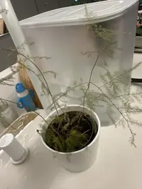 Asparagus fern photo by a Botan App user