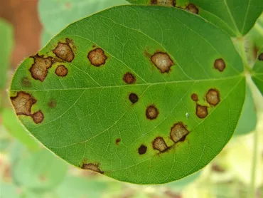 Leaf Spot