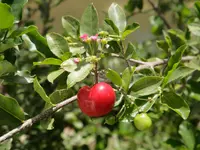 Barbados cherry