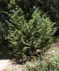 Californian cypress