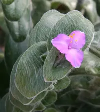 White Velvet (Tradescantia sillamontana) plant