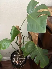 Monstera photo by a Botan App user