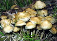 psychedelic ovoid mushroom