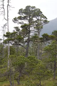 lodgepole pine (Pinus contorta) plant