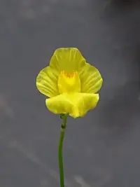 striped bladderwort