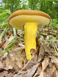 butter-foot bolete