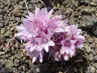 small onion