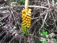 Elephant Foot Yam