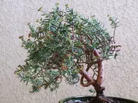 Bonsai Stonecrop