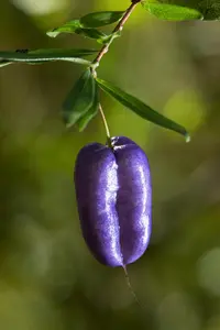 purple apple-berry