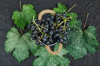 fox grape
