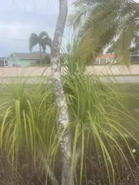 Ponytail Palm photo by a Botan App user